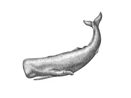 sperm whale art